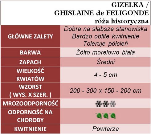 Gizelka / GHISLAINE de FELIGONDE róża historyczna gł.zal